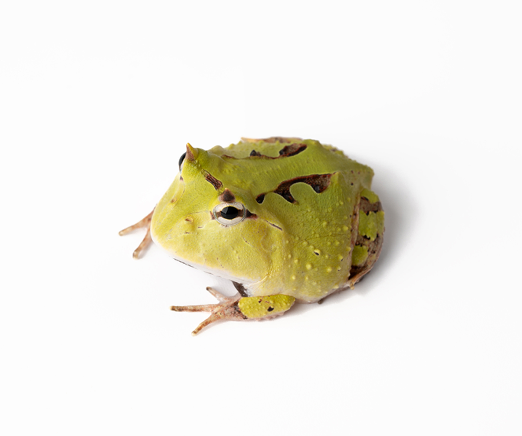 Red/Green Suriname Pacman Frog